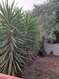 Image result for Cordia torrei