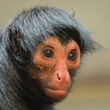 Black Spider Monkey Red Faced Endangered Spider Monkey Monkey Great Ape