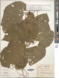 Image result for Momordica pterocarpa