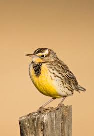 Birds Of Western Washington State Nebraska State Bird Western Meadowlark Kansas State Bird State Birds Nebraska State