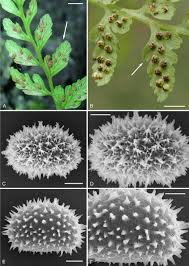 Image result for Oleandra distenta