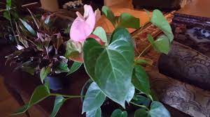 If you purchase a young plant it will take years for it to grow to the representative sizes. How To Take Care Of An Anthurium Plant Donna Joshi Youtube
