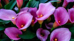 Frequently asked questions about calla lilies How To Grow And Care For Calla Lily Plants Indoors 11 Tips By Bhawana Rathore May 2021 Medium
