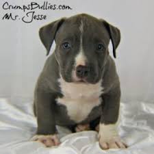 They are very gentle and loving toward other animals and especially people. Xl Xxl Pitbull Puppies For Sale Blue American Bully Xl