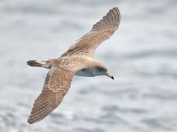 Image result for Dissotis caloneura