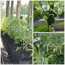 We did not find results for: How To Sew A Grow Bag Northern Homestead