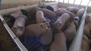 $95,000 (belle fourche sd and nationwide) pic hide this posting restore restore this posting. Plant Closures Prompt Farmers To Advertise Hogs On Craigslist Cnnpolitics