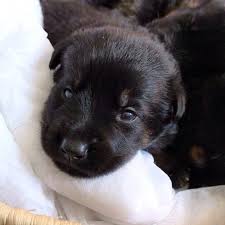 On the other, there is also the fact that they. Puppies Rotti X Shepherd Large Female German Shepherd X Rottweiler Dog In Nsw Petrescue