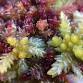 Sphagnum Mosses: Field Identification Course event image