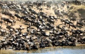 Maasai Mara National Reserve - Amazing ...