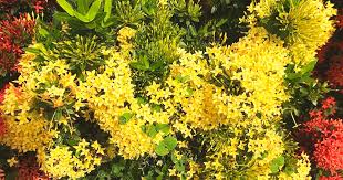 Image result for Ixora longipedunculata