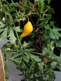 Image result for Kedrostis nana