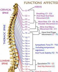The Spine And Its Connections Spine Health Reflexology Massage Nursing School Survival