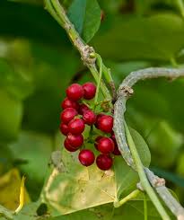 Image result for Tinospora orophila