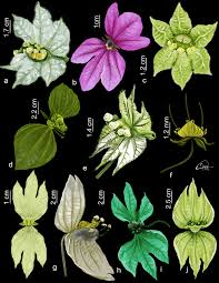 Image result for Dalechampia