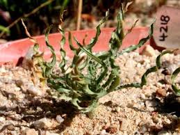 Image result for Gethyllis