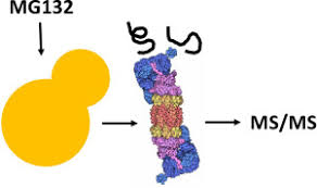Proteins are tagged for degradation with a small protein called ub. The Capture Of A Disabled Proteasome Identifies Erg25 As A Substrate For Endoplasmic Reticulum Associated Degradation Molecular Cellular Proteomics