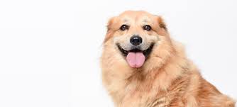 Clean off the area with clean water and blot with paper towels or a dry cloth and let it air dry. Blog How To Get Poop Stains Out Of Your Carpet Shabahang Rug Gallery Persian And Oriental Carpets