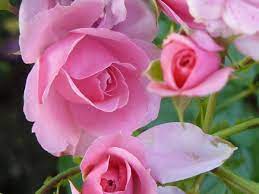 ومجموعة ورود جميلة بالوان احمر وابيض وبينك وازرق. ØµÙˆØ± ÙˆØ±Ø¯ Ø¬Ù…ÙŠÙ„Ø© Ø¬Ø¯Ø§ Ra2ed