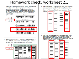 01.05.2018 · before talking about dna fingerprinting and paternity worksheet answer key, you should are aware that schooling is actually our step to a much better the next day. Dna Fingerprinting And Paternity Worksheet Answer Key Dna Fingerprinting Paternity Worksheet Answer Key My Crime Scene Investigation Missing Person Identification Paternity Testing Diagnosing Genetic Disorders Species Kene Lanh