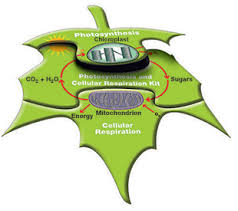 Start studying pogil photosynthesis and respiration. Photosynthesis And Cellular Respiration Kit For Ap Biology Life Science Education Bio Rad