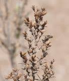 Image result for Pechuel-Loeschea leubnitziae