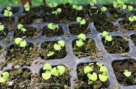 How To Grow Basil From Seed Complete Guide Growing Basil Tomato Seedlings Growing Tomatoes Indoors