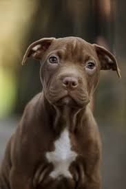 15 best bull lurcher images | lurcher, bull, dogs. The Red Nose Pitbull Your Ultimate Breed Information Guide Your Dog Advisor