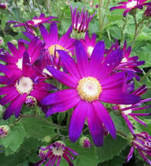 Image result for Pericallis