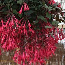 Fuchsia Eruption Fuchsia Plant Strange Flowers Annual Flowers