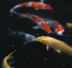 20 responses to how many koi can i have in a pond? How To Heat A Koi Pond Methods Costs Pond Informer