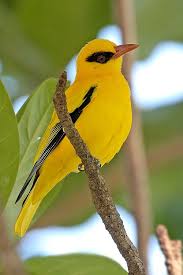 Uk Birds With Yellow Feathers African Golden Oriole Www Kitday Uk Com Pet Birds Beautiful Birds Nature Birds