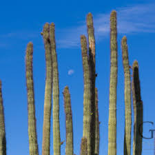 It is native to the sonoran desert in arizona, the mexican state of. Allein In Der Wuste Das Organ Pipe Cactus National Monument Thomas Guthmann Reisen Fotografie