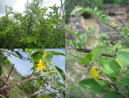 Image result for Grewia praecox