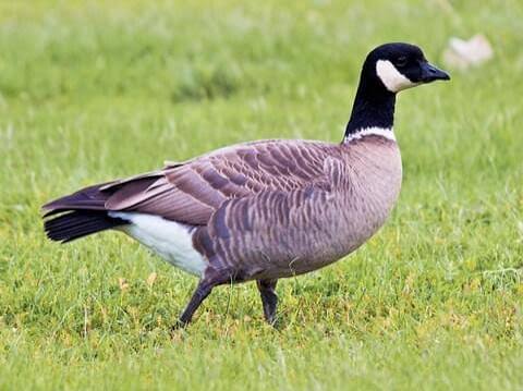 Canada Geese and Cackling Geese, combined male