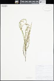 Image result for Micrargeriella aphylla