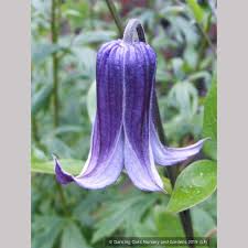 Image result for Clematis pulchra