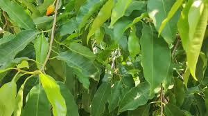 Image result for Mimusops elengi