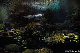 Touch Live Sharks At Ocean Wonder Sharks New York Aquarium S New Exhibit At Coney Island Coney Island Aquarium Ocean