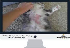 Bisa pakai bahan alami atau obat dokter! 15 Cara Mengatasi Jamur Pada Kucing Secara Alami Dan Tepat