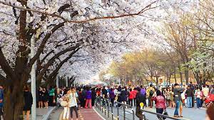 Pada musim bunga, terdapat pelbagai tempat diseluruh korea dimana anda boleh melihat keindahan warna pink muda bunga ceri. Keperluan Musim Semi Di Korea Travel Pelopor Paket Tour Wisata Halal Dunia