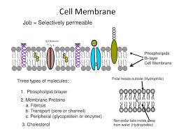 Enzymes the answer is a. Cell Membrane Job Selectively Permeable Three Types Of Molecules Ppt Download