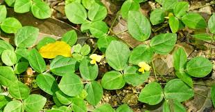 Image result for Vigna hosei