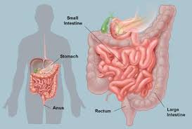 Χαμηλότερο πρώτα 100% φυσικό συμπλήρωμα διατροφής με 12 βότανα για την ενίσχυση του ανοσοποιητικού ενάντια σε παθογόνους μικροοργανισμούς, μικρόβια. O 8anatos Arxizei Apo To Paxy Entero To Kleidi Gia To Diathrhsete Ygies Proionta Ths Fyshs