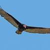 Turkey vultures have reddish heads while the heads of black vultures are black. 1