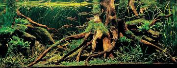Aquarium Driftwood Used In Aquascaping Hardscape Essentials Part 3 Aquascaping Love Aquarium Driftwood Aquascape Fish Tank Plants