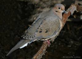 Mourning Dove Naturally Curious With Mary Holland