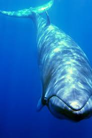 Minke Whale In Great Barrier Reef 2020 When To See Rove Me Minke Whale Whale Great Barrier Reef