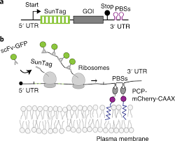 The job of the mrna is to carry the gene's message from the dna out of the nucleus to a ribosome for production of the particular protein that this gene. Quantification Of Mrna Translation In Live Cells Using Single Molecule Imaging Nature Protocols