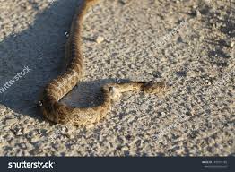Portrait Snake Nature Palestine Stock Photo 1499772188